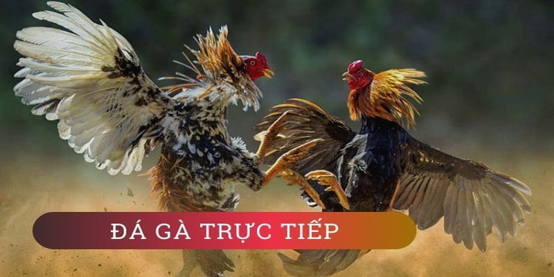 Trò chơi xúc xắc Bet888 thú vị đến mức nào? - Bet888